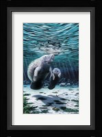 Mermaids Of Crystal River Fine Art Print