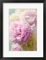 Soft Pink Blooms Fine Art Print