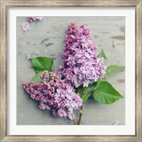 Fresh Lavender Blooms Fine Art Print