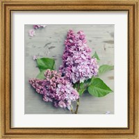 Fresh Lavender Blooms Fine Art Print