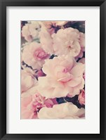 Pink Blossoms I Framed Print