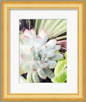 Watercolor Green Succulent Fine Art Print