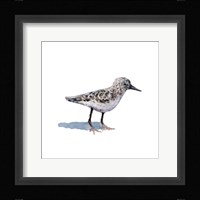 Sandpiper on White I Fine Art Print