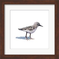 Sandpiper on White I Fine Art Print