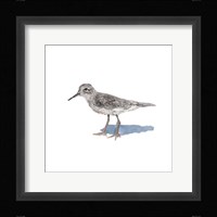 Sandpiper on White II Fine Art Print