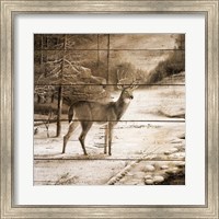 Shadows of the Forest Fine Art Print