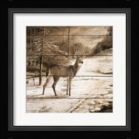 Shadows of the Forest Fine Art Print