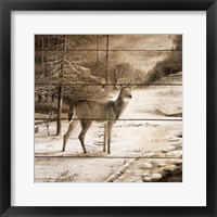 Shadows of the Forest Fine Art Print