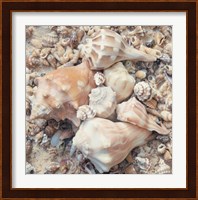 Shell Collection I Fine Art Print