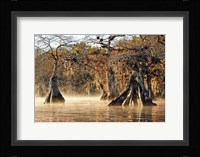 Cypress Creek I Fine Art Print