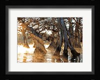 Cypress Creek II Fine Art Print