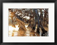 Cypress Creek II Framed Print
