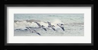 Pelican Panel II Fine Art Print