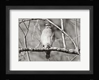 Hawk Fine Art Print