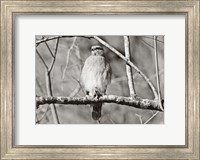 Hawk Fine Art Print