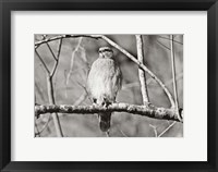 Hawk Fine Art Print