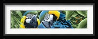 Blue & Yellow Macaws Fine Art Print