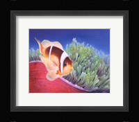 Clown Fish Fine Art Print