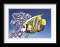 Emperor Angel Fine Art Print