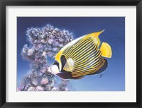 Emperor Angel Fine Art Print