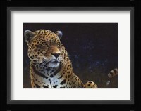 Jaguar Framed Print