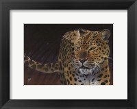 Leopard Fine Art Print