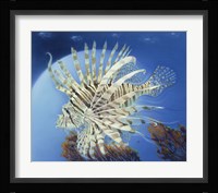 Lion Fish Fine Art Print