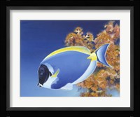 Powder Blue Tang Fine Art Print