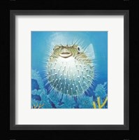 Puffer Fish Fine Art Print