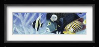 Reef I Fine Art Print