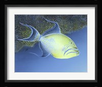 Trigger Fish Fine Art Print