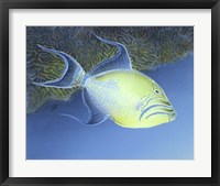 Trigger Fish Fine Art Print