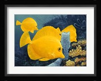 Yellow Tangs Fine Art Print