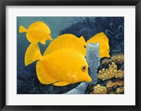 Yellow Tangs Fine Art Print