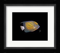Blue Ring Angelfish Fine Art Print