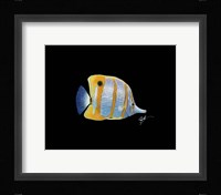 Copperband Butterfly Fine Art Print