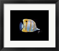 Copperband Butterfly Fine Art Print