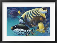 Emporer Angel Fine Art Print