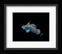 Mandarin Fine Art Print