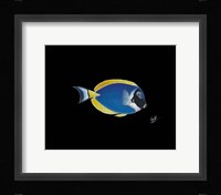 Powder Blue Tang Fine Art Print