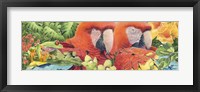 Scarlet Macaws Fine Art Print