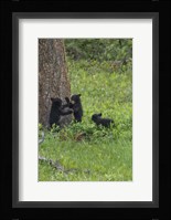 3 Black Bear Cubs (YNP) Fine Art Print