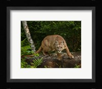 About To Pounce Framed Print