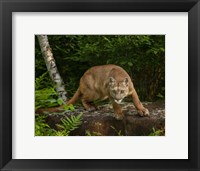 About To Pounce Framed Print