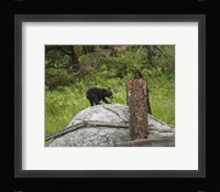Bear Cub On Rock Fine Art Print