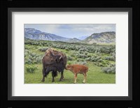 Bison And Calf (YNP) Fine Art Print