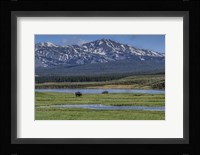 Bison By River Fine Art Print