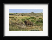 Bison In North Dakota Landscape Fine Art Print