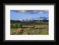 Bison With Mountains (YNP) Fine Art Print