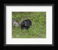 Black Bear (YNP) Fine Art Print
